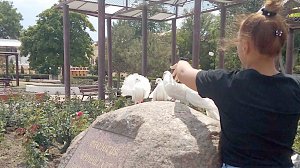 В Феодосии активизировались фотографы с голубями