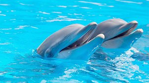 Прокуратура обнаружила нарушения в дельфинарии в Алуште