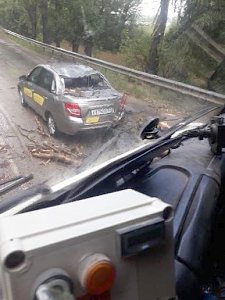 В Крыму ветер повалил дерево на движущийся автомобиль