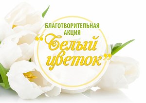 В Крыму проходит традиционная благотворительная акция «Белый цветок»