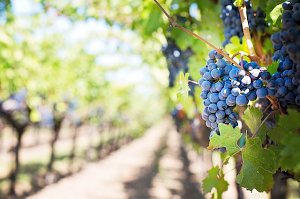 Двое жителей Феодосии украли у винно-коньячного завода три центнера винограда