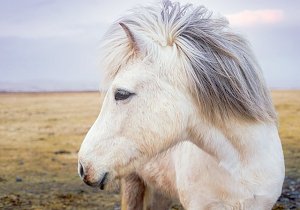 Белый пони потерялся в центре Керчи