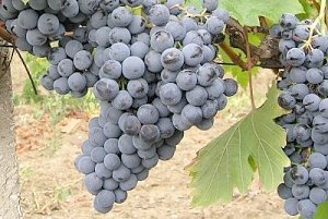 В Крыму возрождены старинные сорта винограда