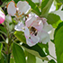 Суперинтенсивный яблоневый сад КФУ дал обильное цветение