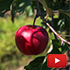 В суперинтенсивном яблоневом саду КФУ собирают первый урожай