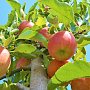 Крым вошел в первую пятерку регионов по урожаю плодово-ягодных культур