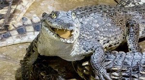 Крокодиляриум в Ялте оказался под угрозой закрытия, устранить замечания невозможно