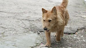 Госдума и зоозащитники разработают решение проблемы бродячих собак