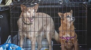 Крымские волонтеры вывезли из донецкого приюта 11 собак