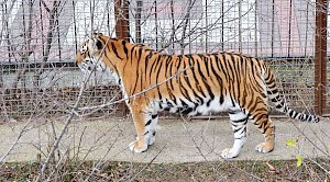 Суд в Крыму рассмотрит дело Зубкова о покусанном тигром ребенке